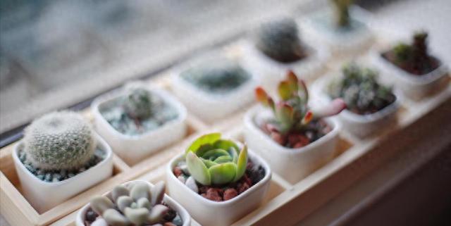 乙亥年女命姻缘配对指南：揭秘最佳生肖伴侣与幸福密码