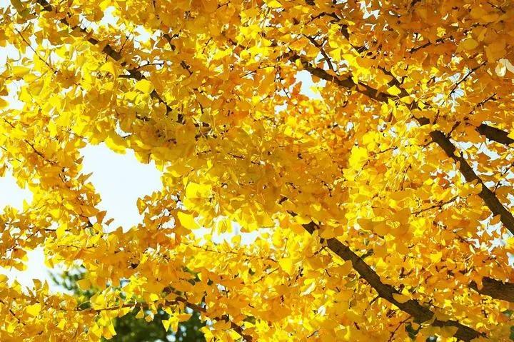 命里带金的名字有哪些？全面解析五行起名奥秘，带你解锁财富密码！