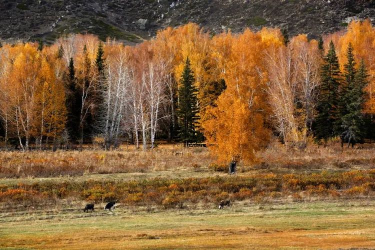 八字基本平衡好不好？揭秘命理中的中庸之道与人生玄机