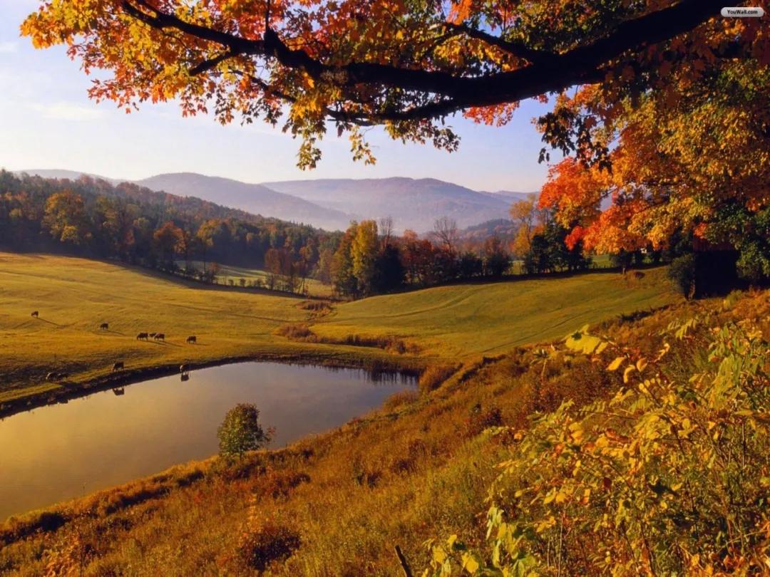 枯木逢春：木命女人五行缺水的姻缘密码与调理秘法