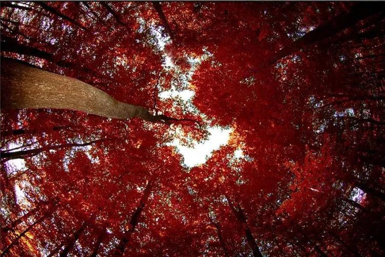 木蛇命姻缘全解：良缘何处寻？八字调和与情感经营之道