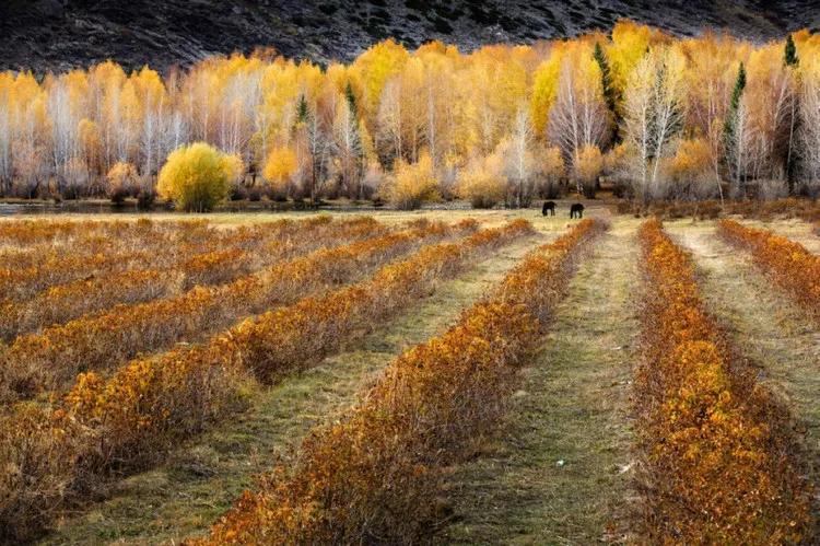 满盘火土的八字：揭秘火土旺盛者的性格命运与运势改善之道